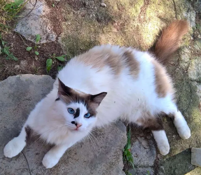 Gato ra a siamesa idade 2 anos nome michelle