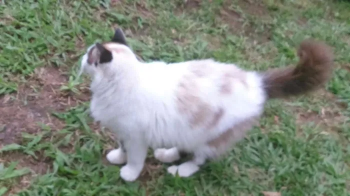 Gato ra a siamesa idade 2 anos nome michelle