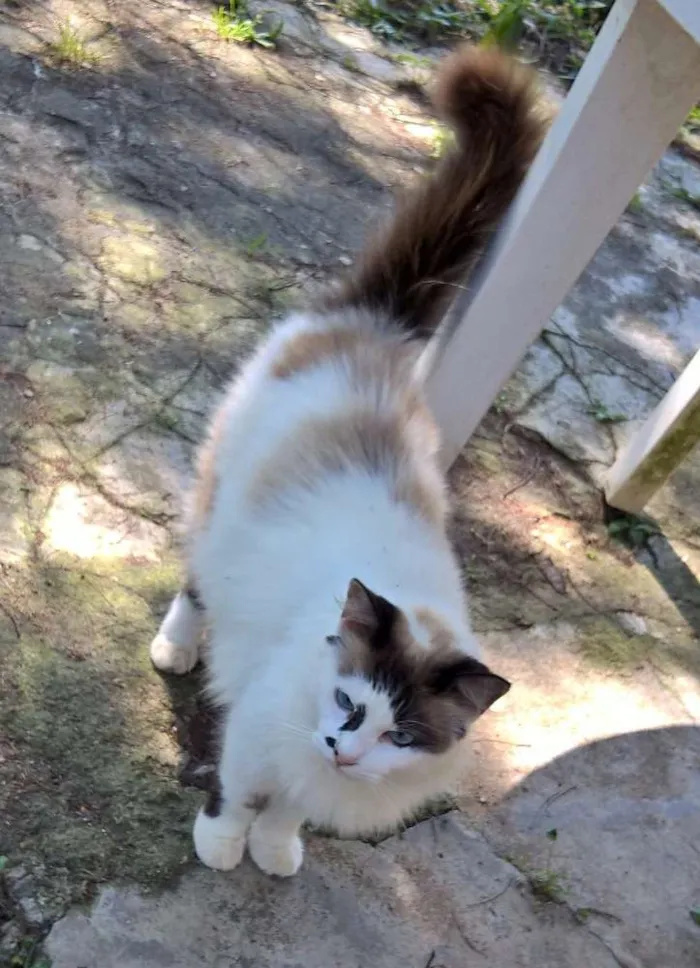 Gato ra a siamesa idade 2 anos nome michelle