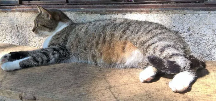 Gato ra a srd idade 2 anos nome monique