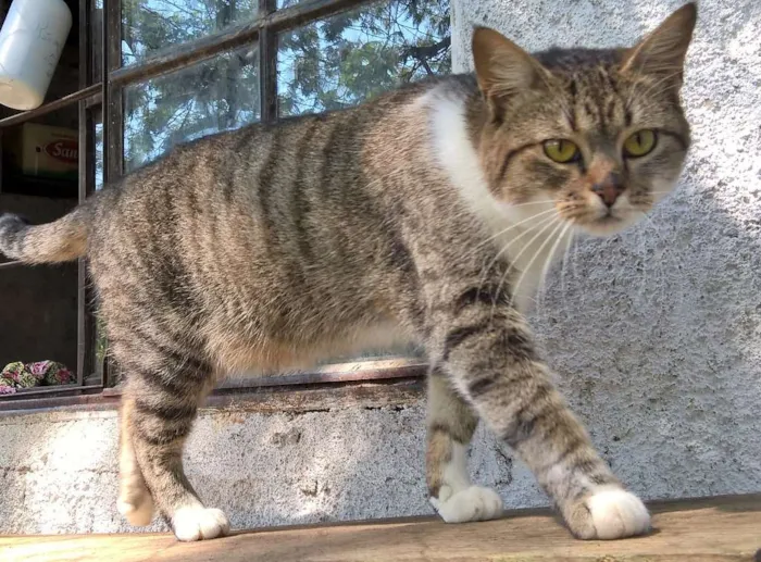 Gato ra a srd idade 2 anos nome monique