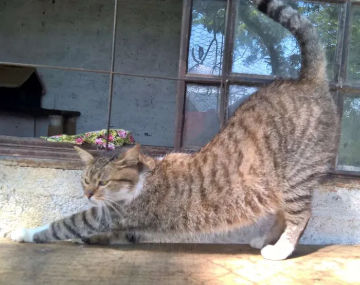 Gato ra a srd idade 2 anos nome monique