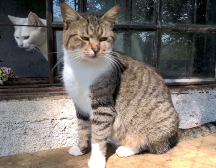 Gato ra a srd idade 2 anos nome monique