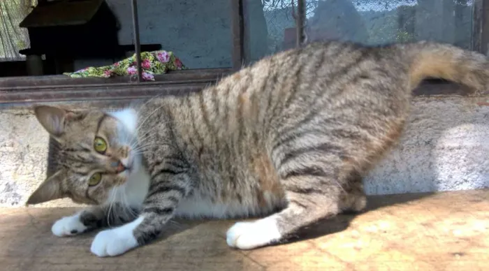 Gato ra a srd idade 2 anos nome monique