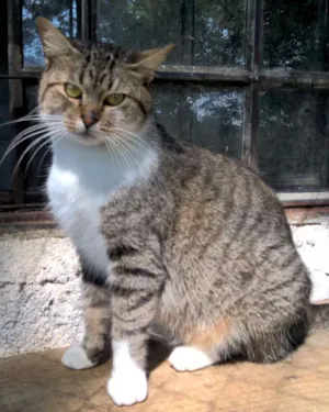 Gato raça srd idade 2 anos nome monique