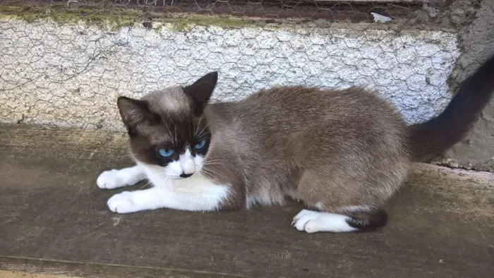 Gato ra a siamesa idade 2 anos nome maggy