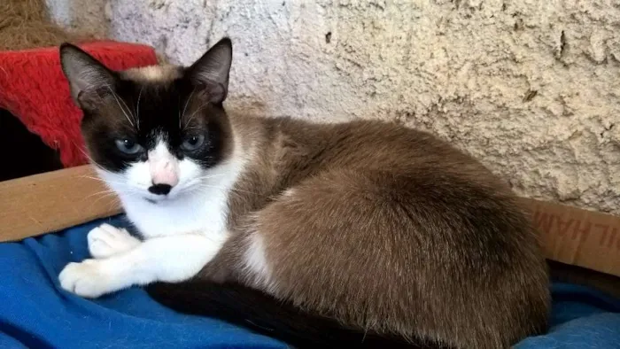 Gato ra a siamesa idade 2 anos nome maggy