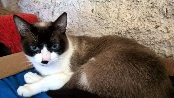 Gato ra a siamesa idade 2 anos nome maggy