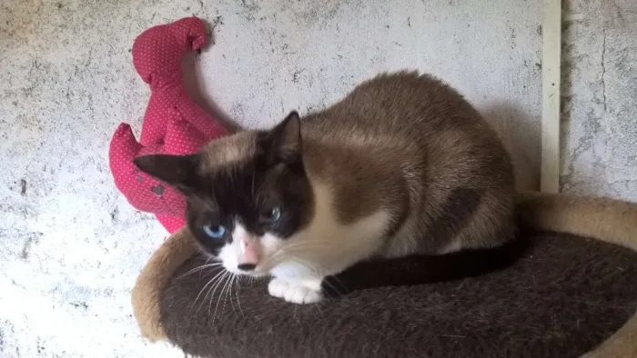 Gato ra a siamesa idade 2 anos nome maggy