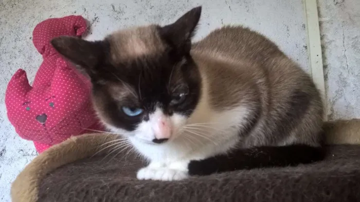 Gato ra a siamesa idade 2 anos nome maggy