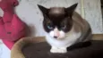 maggy