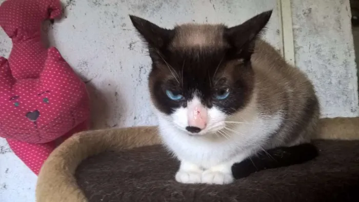 Gato ra a siamesa idade 2 anos nome maggy