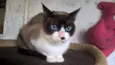 maggy
