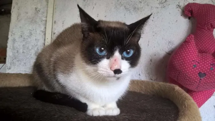 Gato ra a siamesa idade 2 anos nome maggy