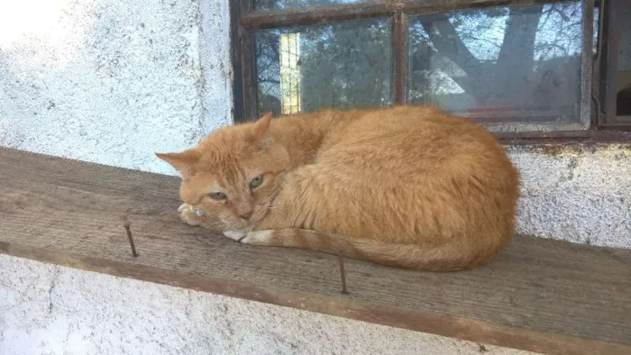 Gato ra a srd idade 4 anos nome tim