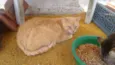 tim