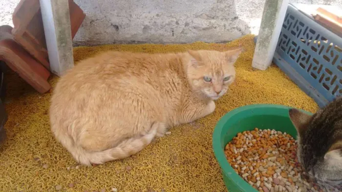Gato ra a srd idade 4 anos nome tim