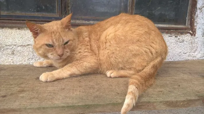 Gato ra a srd idade 4 anos nome tim