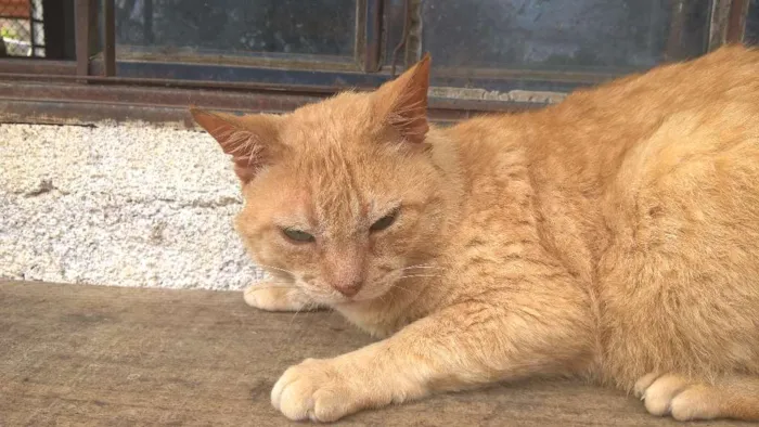 Gato ra a srd idade 4 anos nome tim