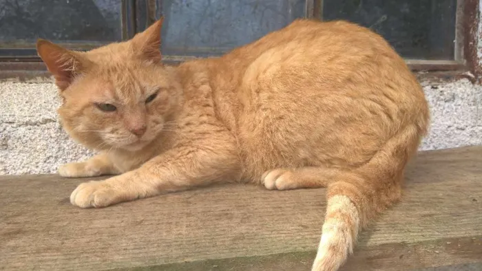 Gato ra a srd idade 4 anos nome tim