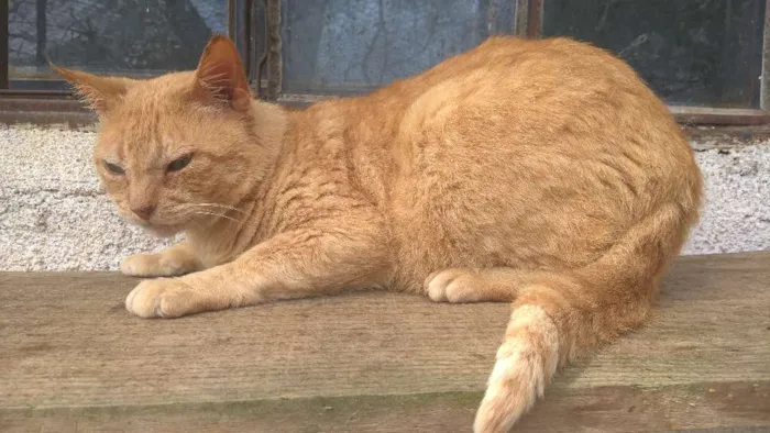 Gato ra a srd idade 4 anos nome tim