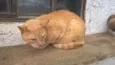 tim