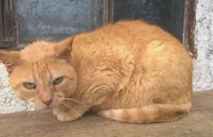 Gato raça srd idade 4 anos nome tim