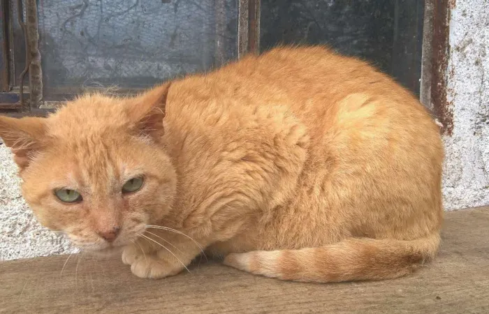 Gato ra a srd idade 4 anos nome tim