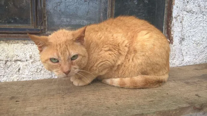 Gato ra a srd idade 4 anos nome tim