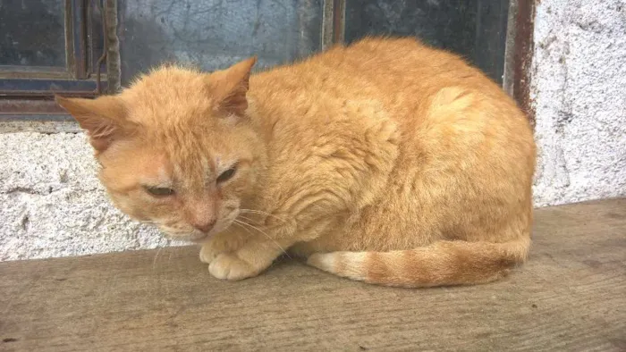 Gato ra a srd idade 4 anos nome tim