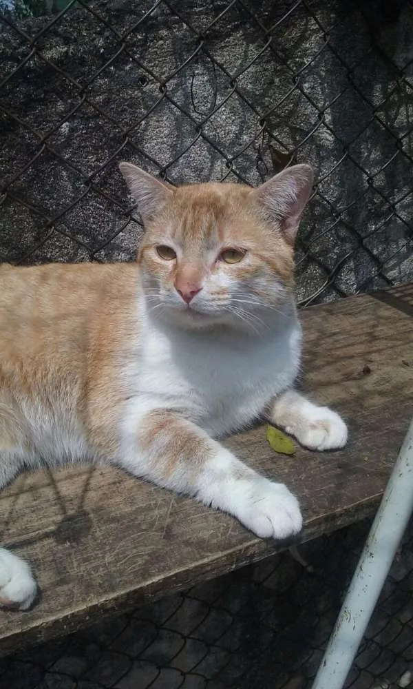 Gato ra a srd idade 4 anos nome PETER