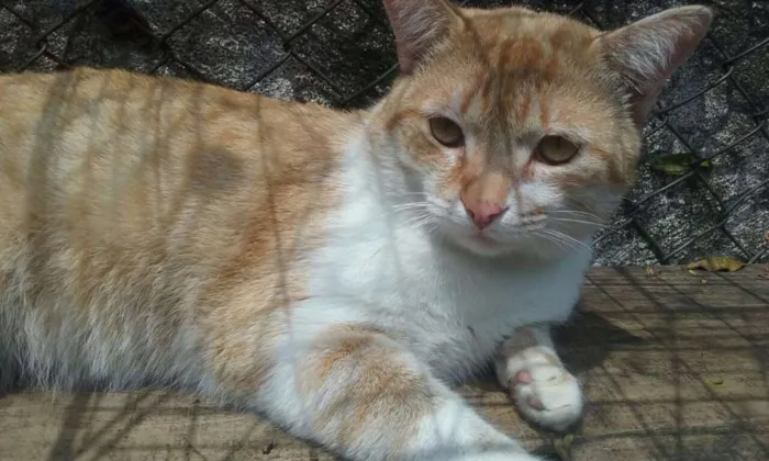 Gato ra a srd idade 4 anos nome PETER