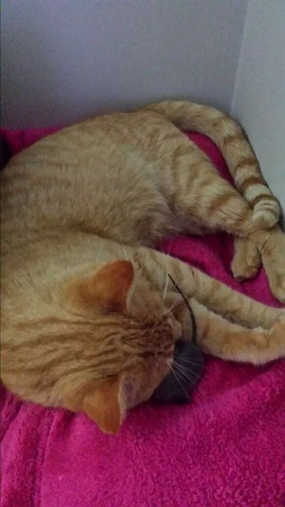 Gato ra a srd idade 1 ano nome leonel