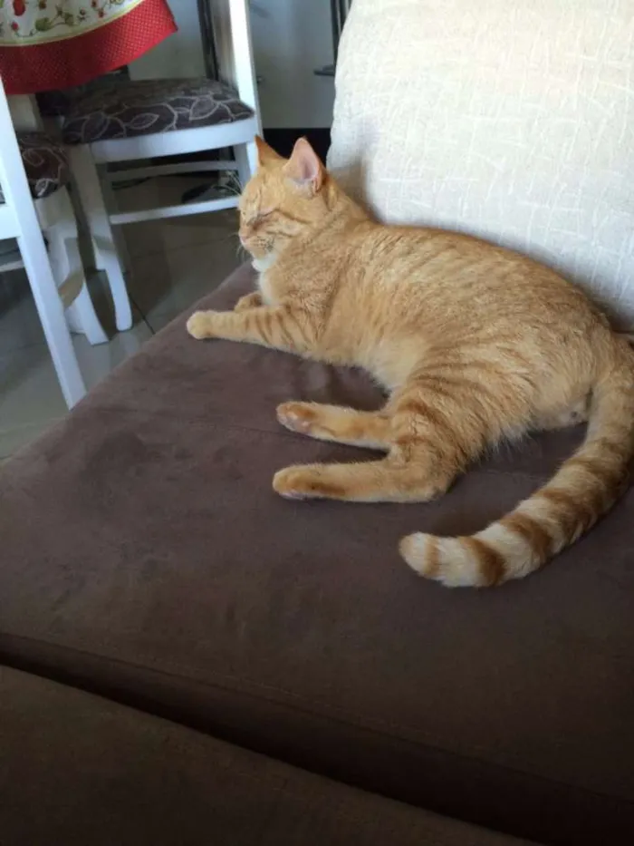 Gato ra a srd idade 1 ano nome leonel
