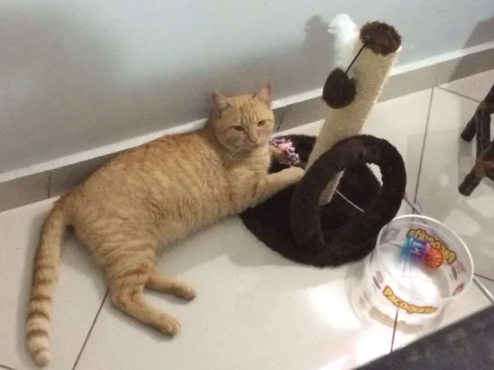 Gato ra a srd idade 1 ano nome leonel