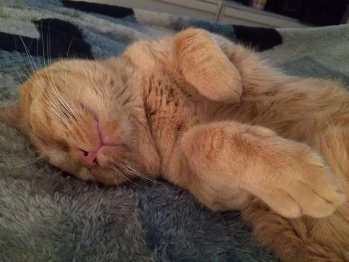 Gato ra a srd idade 1 ano nome leonel