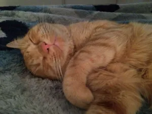 Gato raça srd idade 1 ano nome leonel