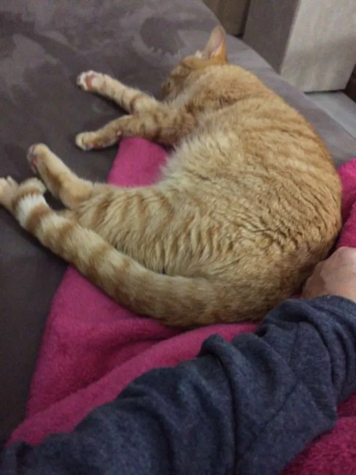 Gato ra a srd idade 1 ano nome leonel