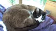 pierre
