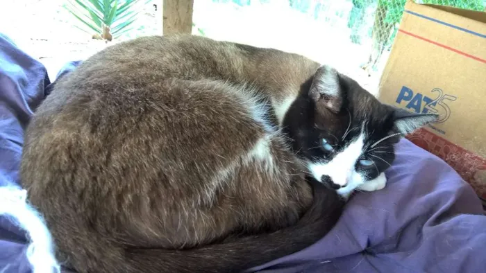 Gato ra a siames idade 2 anos nome pierre