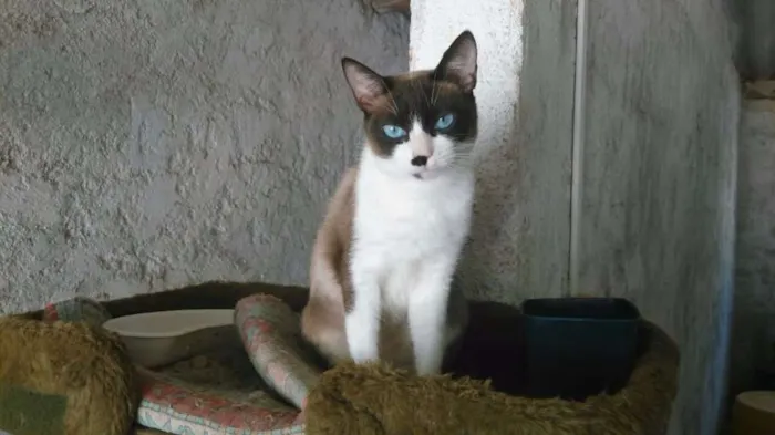 Gato ra a siames idade 2 anos nome pierre