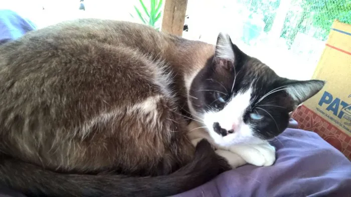 Gato ra a siames idade 2 anos nome pierre