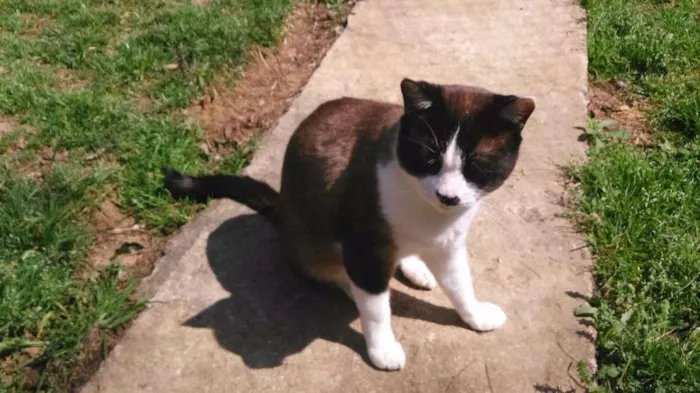 Gato ra a siames idade 2 anos nome pierre