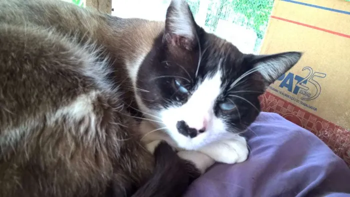 Gato ra a siames idade 2 anos nome pierre