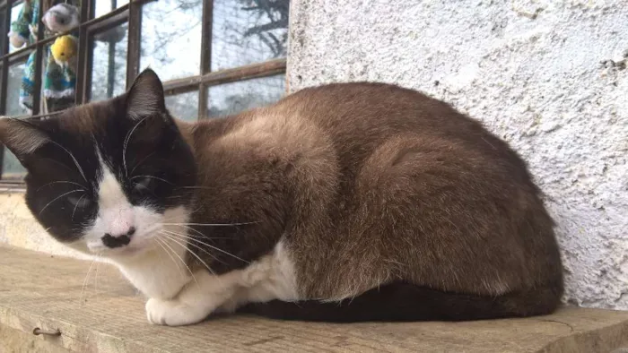 Gato ra a siames idade 2 anos nome pierre