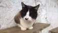 pierre