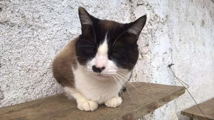 Gato ra a siames idade 2 anos nome pierre