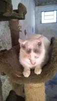 pérola