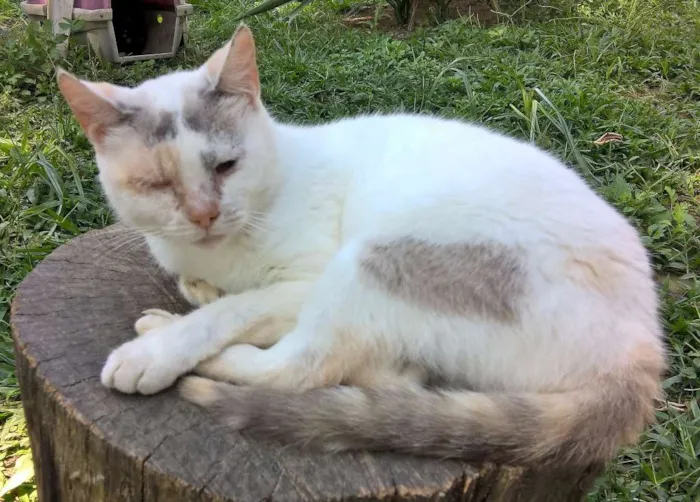 Gato ra a srd idade 2 anos nome pérola