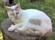 pérola